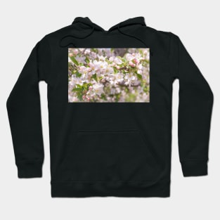 Springtime Pink Apple Blossoms - Okanagan Valley Hoodie